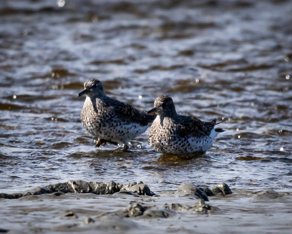 Surfbird - ML619784432