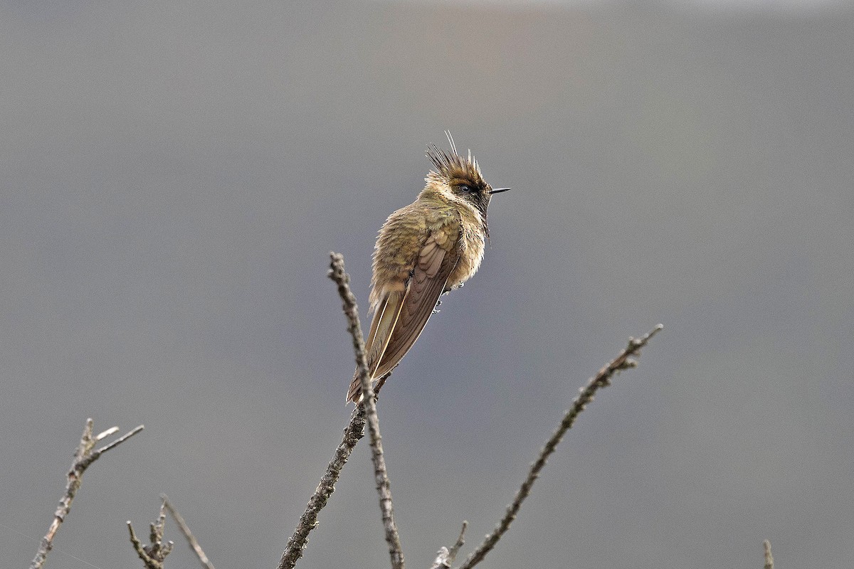kolibřík tolimský - ML619784441