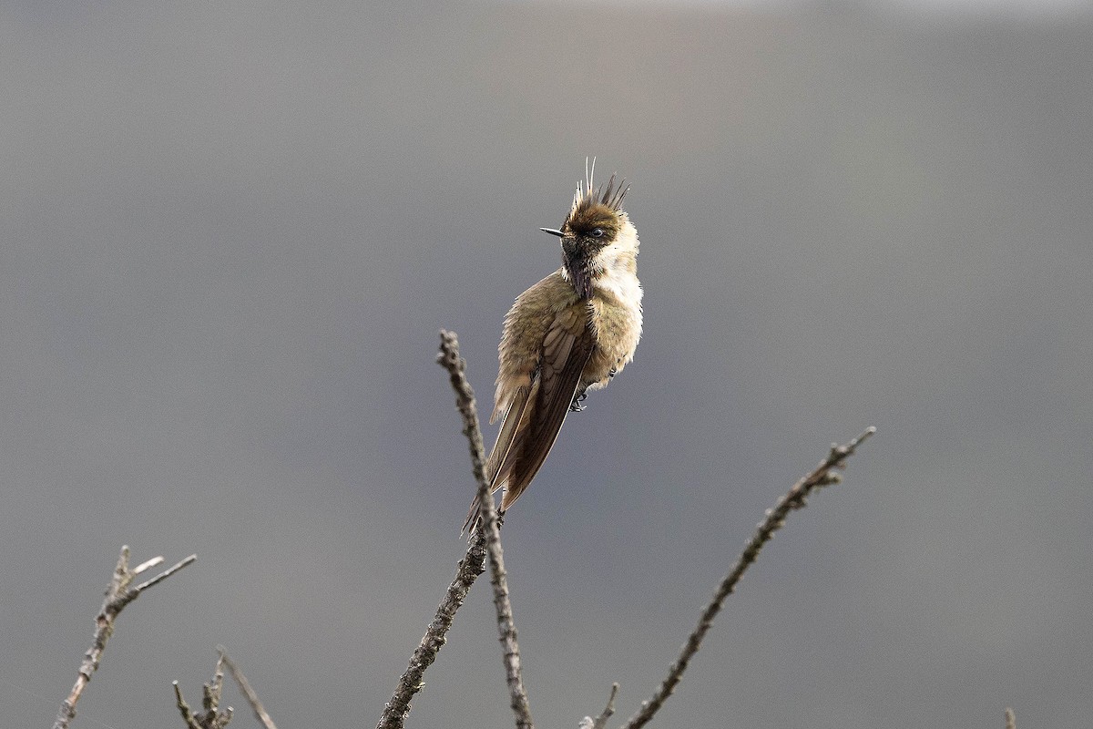 kolibřík tolimský - ML619784446