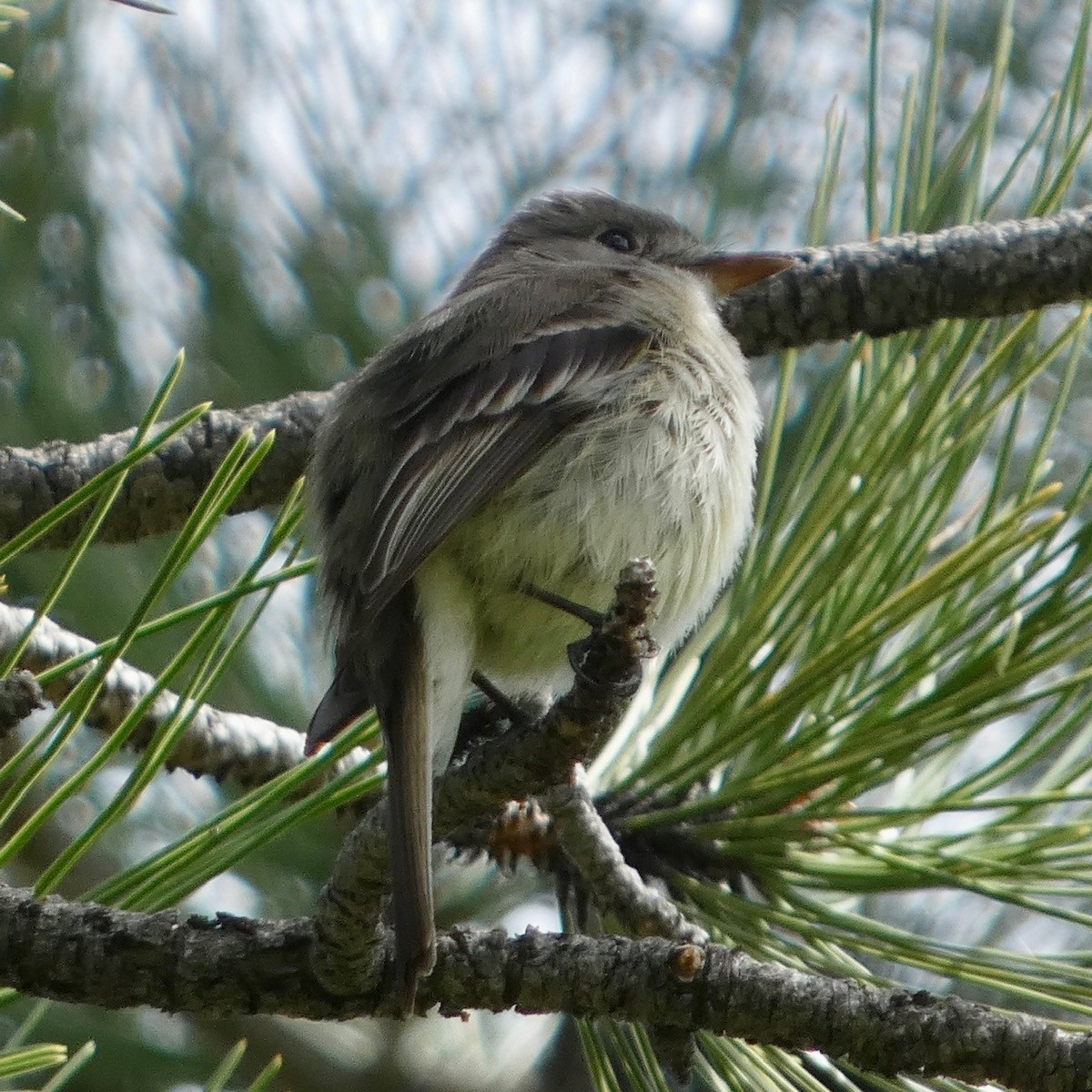 Dusky Flycatcher - ML619784447