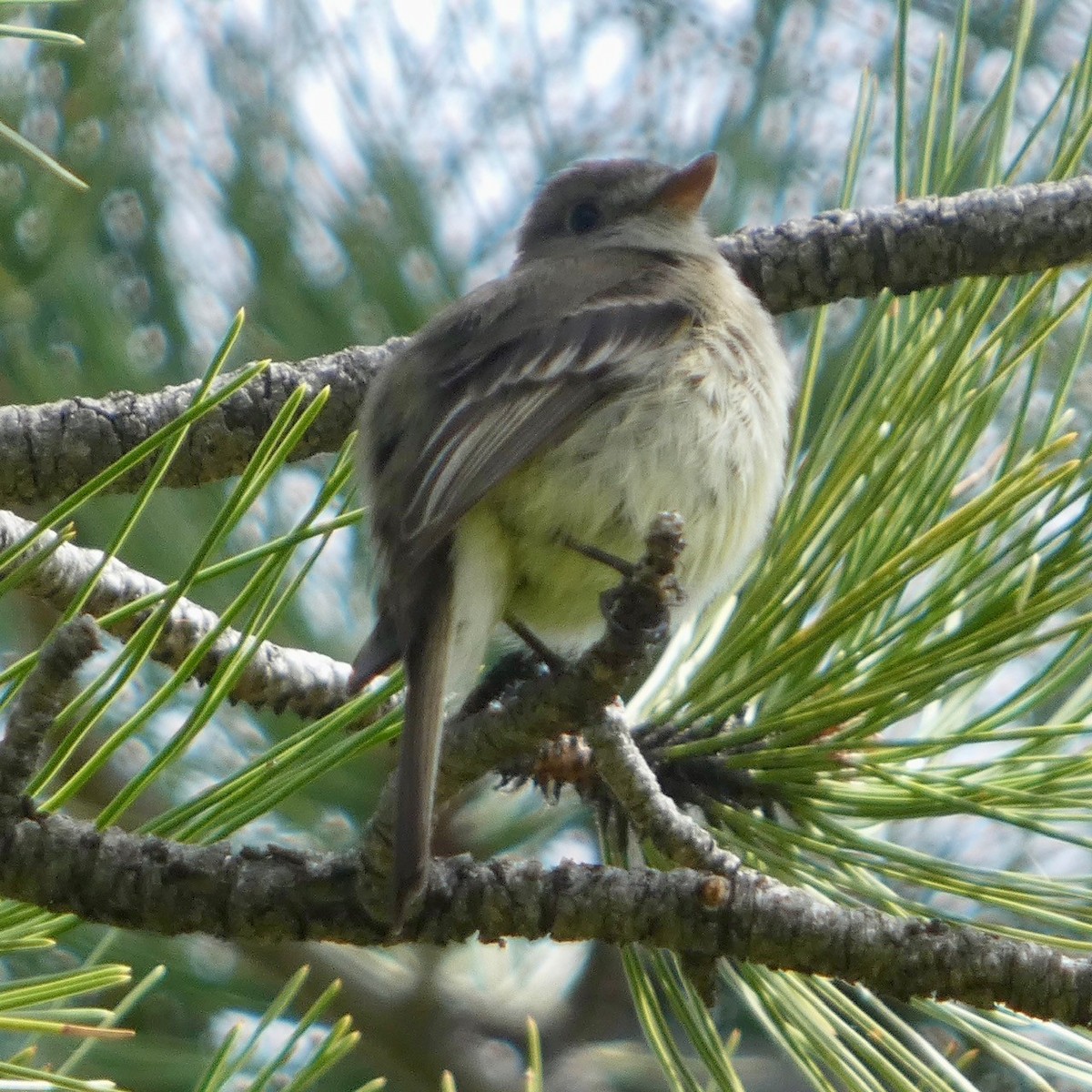 Dusky Flycatcher - ML619784448