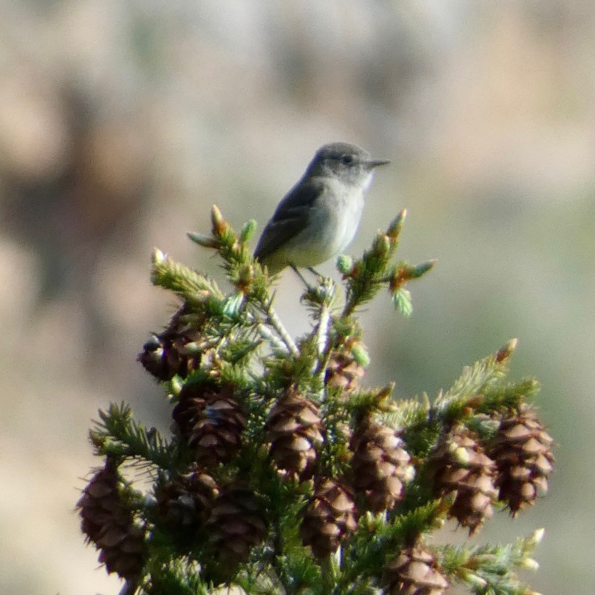 Dusky Flycatcher - ML619784449