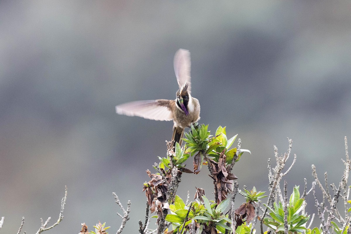 kolibřík tolimský - ML619784450