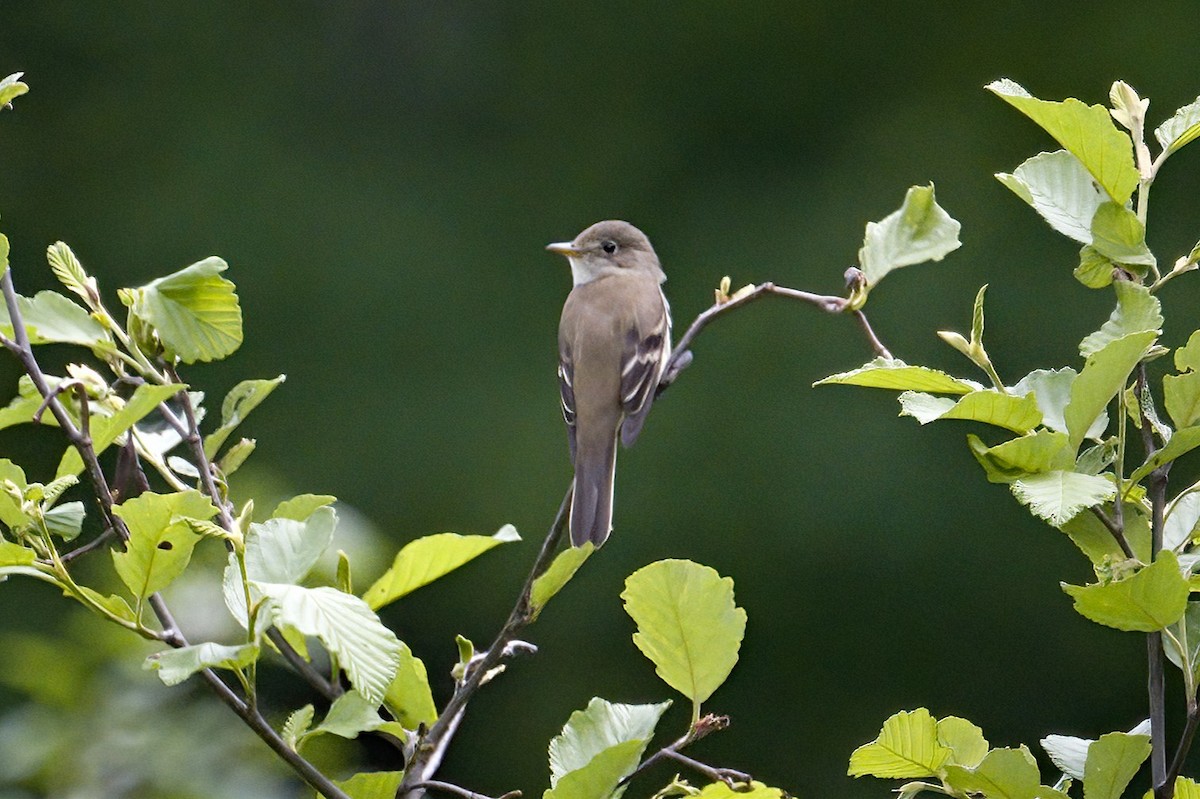 Alder Flycatcher - ML619784454