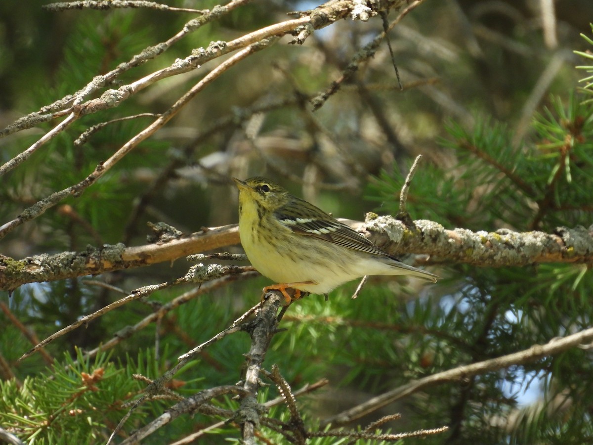 Blackpoll Warbler - ML619784456