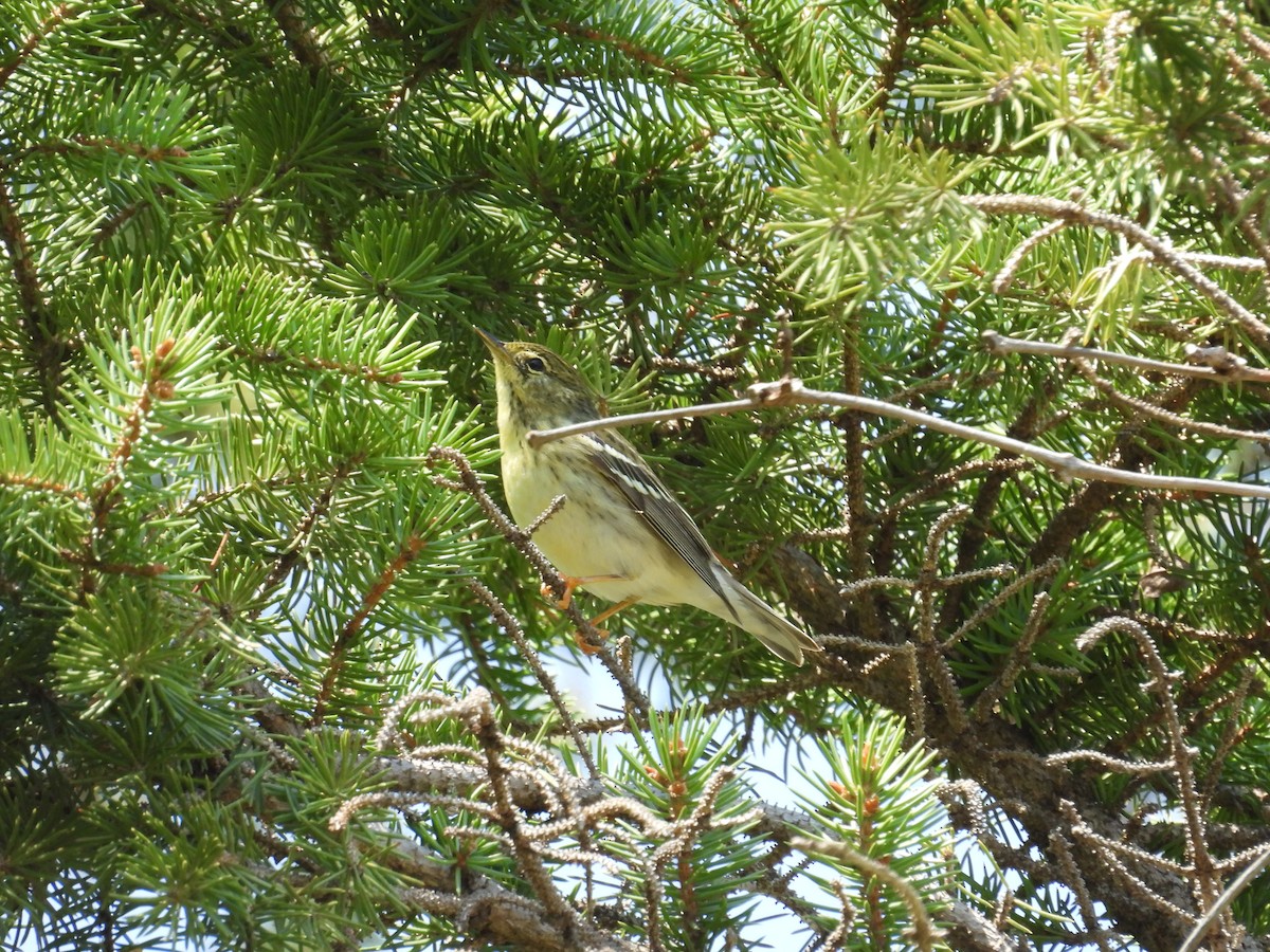 Blackpoll Warbler - ML619784459