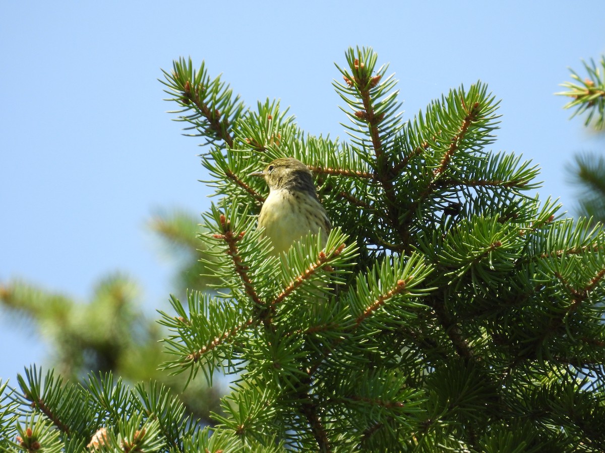 Blackpoll Warbler - ML619784461