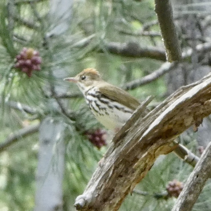 Ovenbird - ML619784474