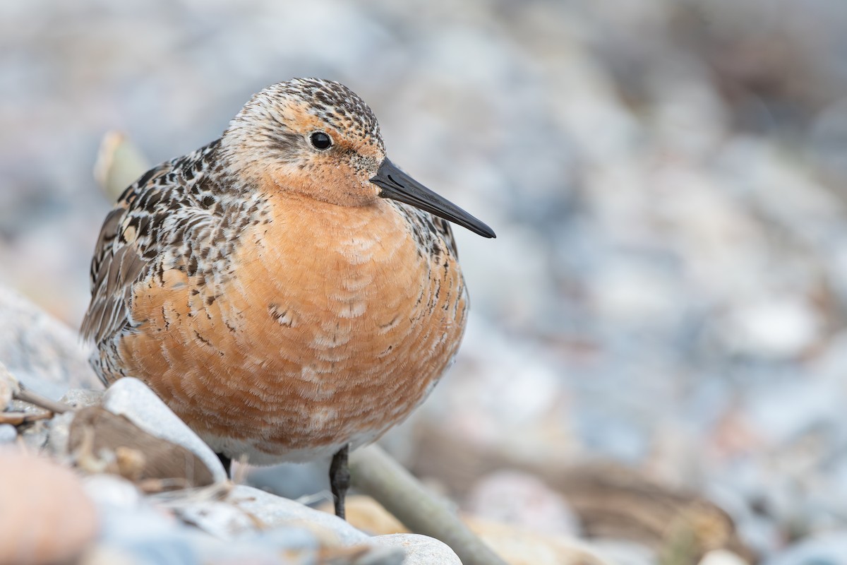 Red Knot - ML619784496