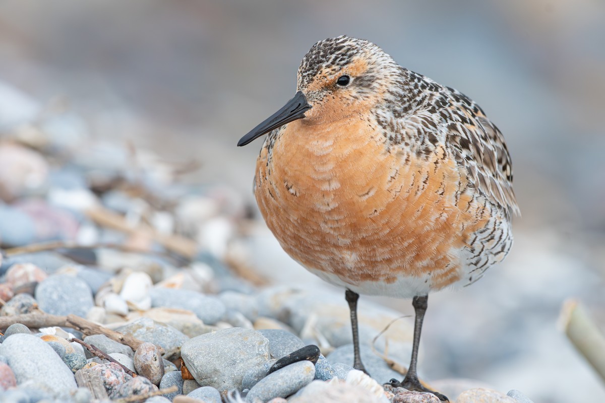 Red Knot - ML619784497