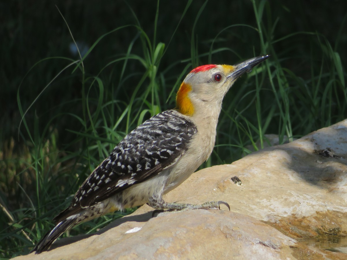 Golden-fronted Woodpecker - ML619784498