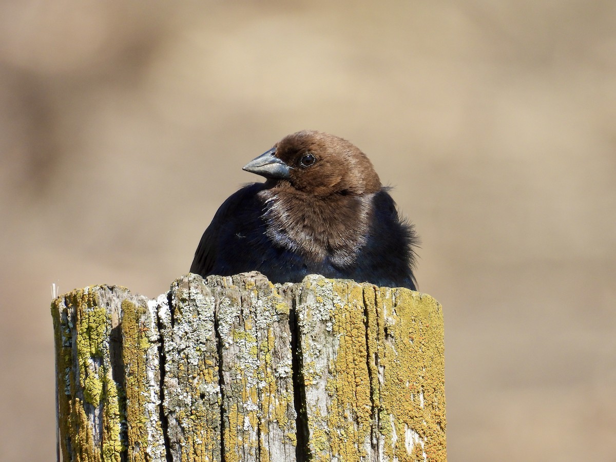 Brown-headed Cowbird - ML619784500