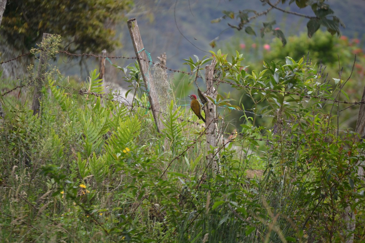 Golden-olive Woodpecker - ML619784525