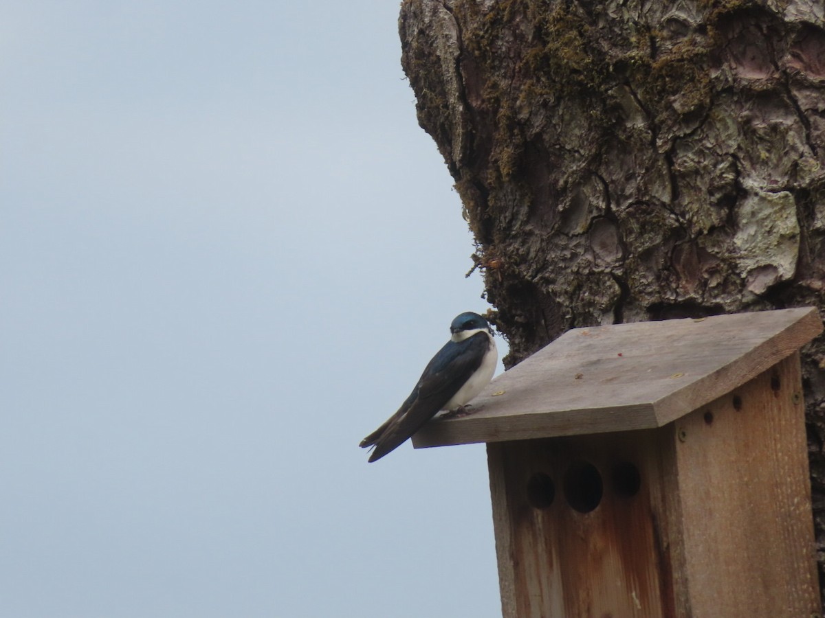 Tree Swallow - ML619784526