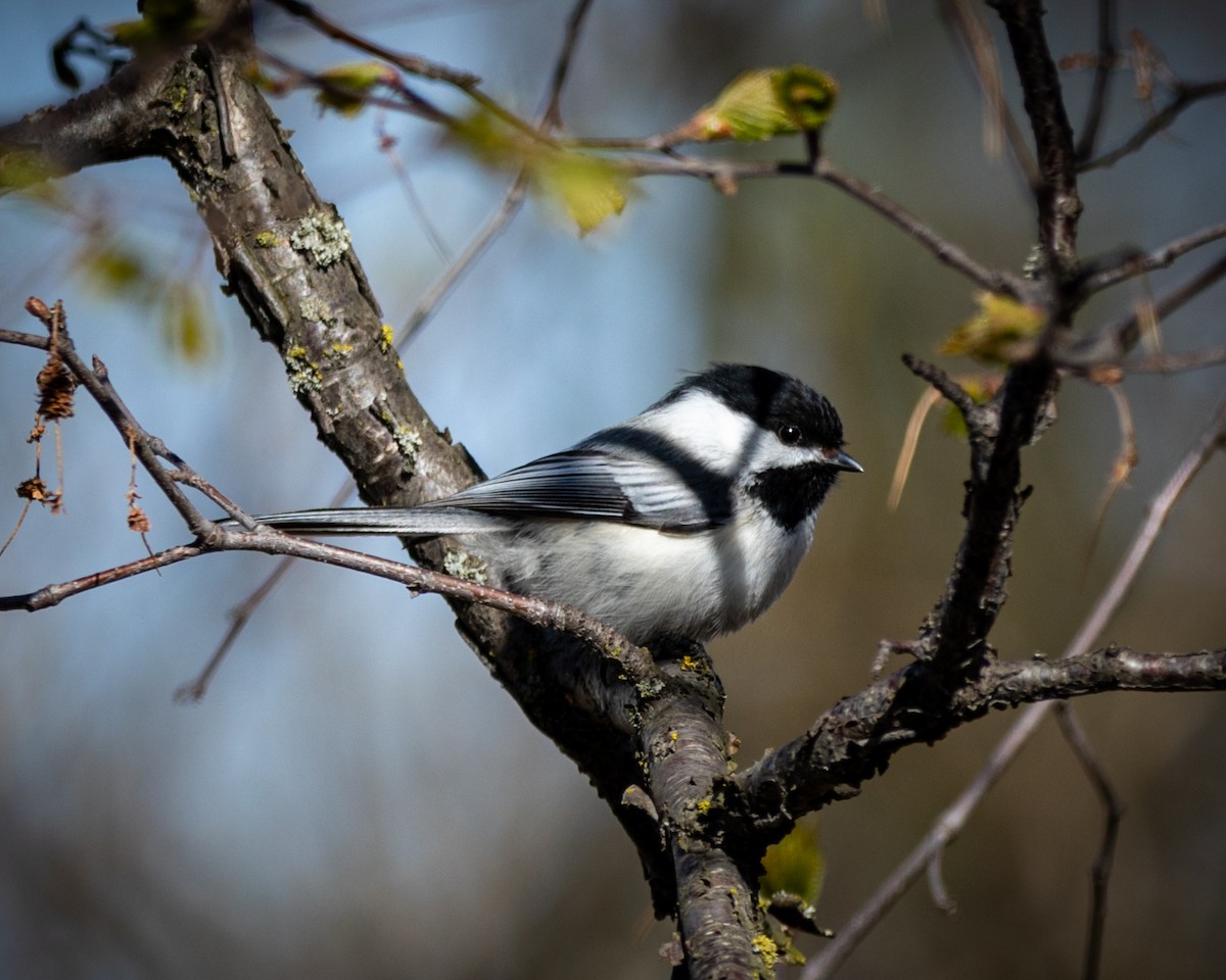 Black-capped Chickadee - ML619784527