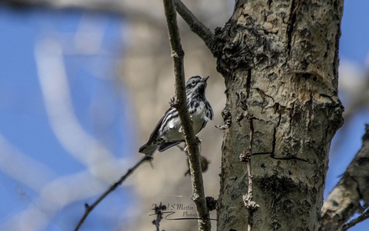 Black-and-white Warbler - ML619784549