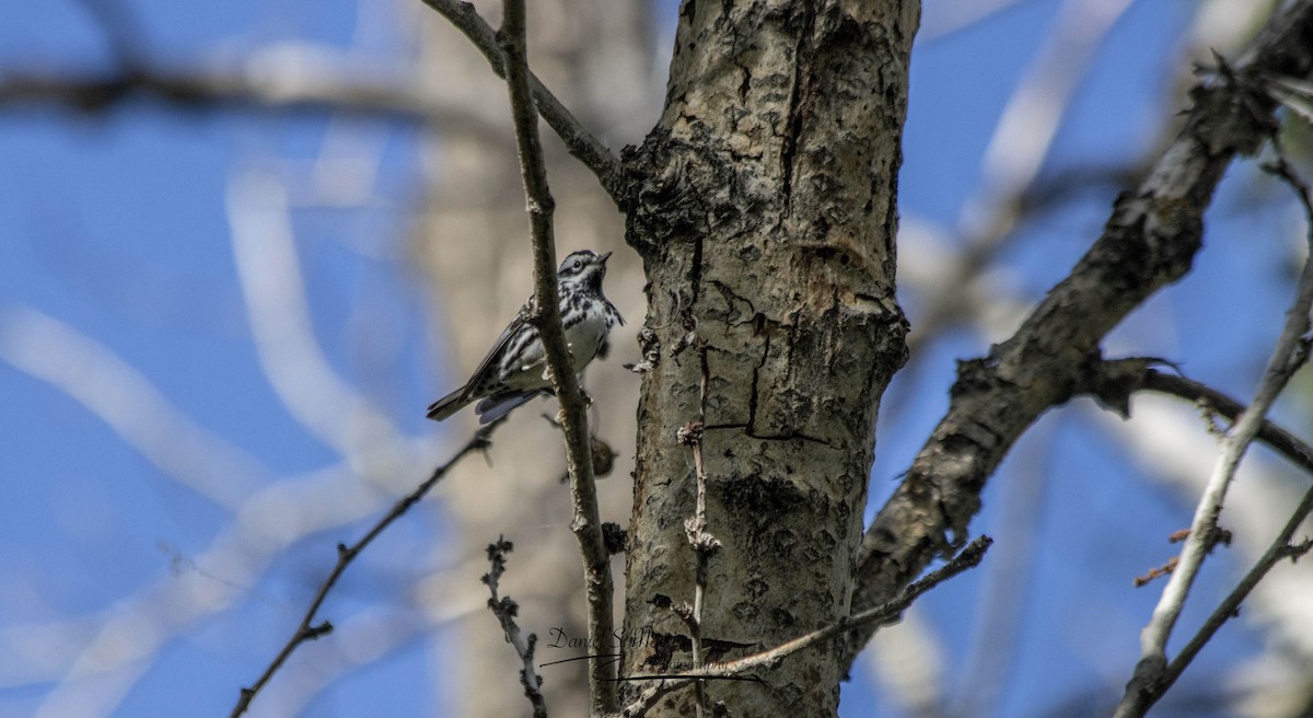 Black-and-white Warbler - ML619784555