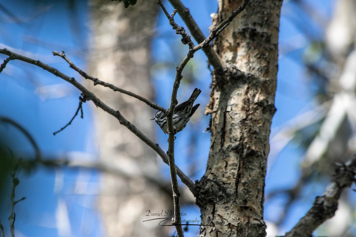 Black-and-white Warbler - ML619784556