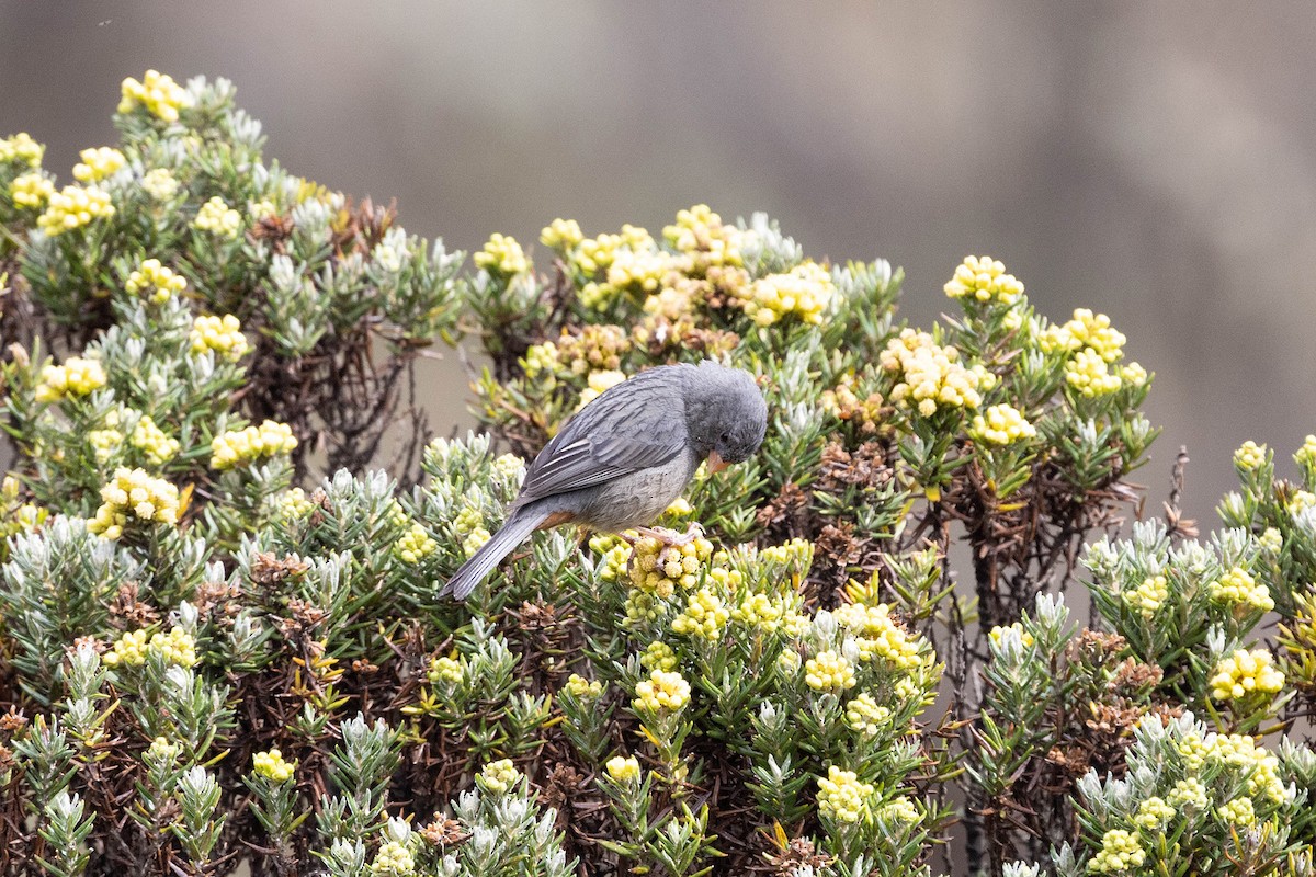 Plain-colored Seedeater - ML619784559