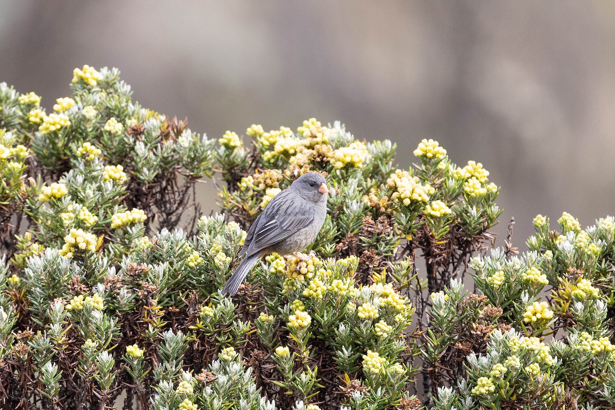 Plain-colored Seedeater - ML619784560