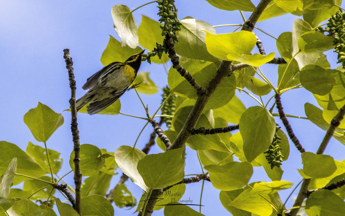 Townsend's Warbler - ML619784575