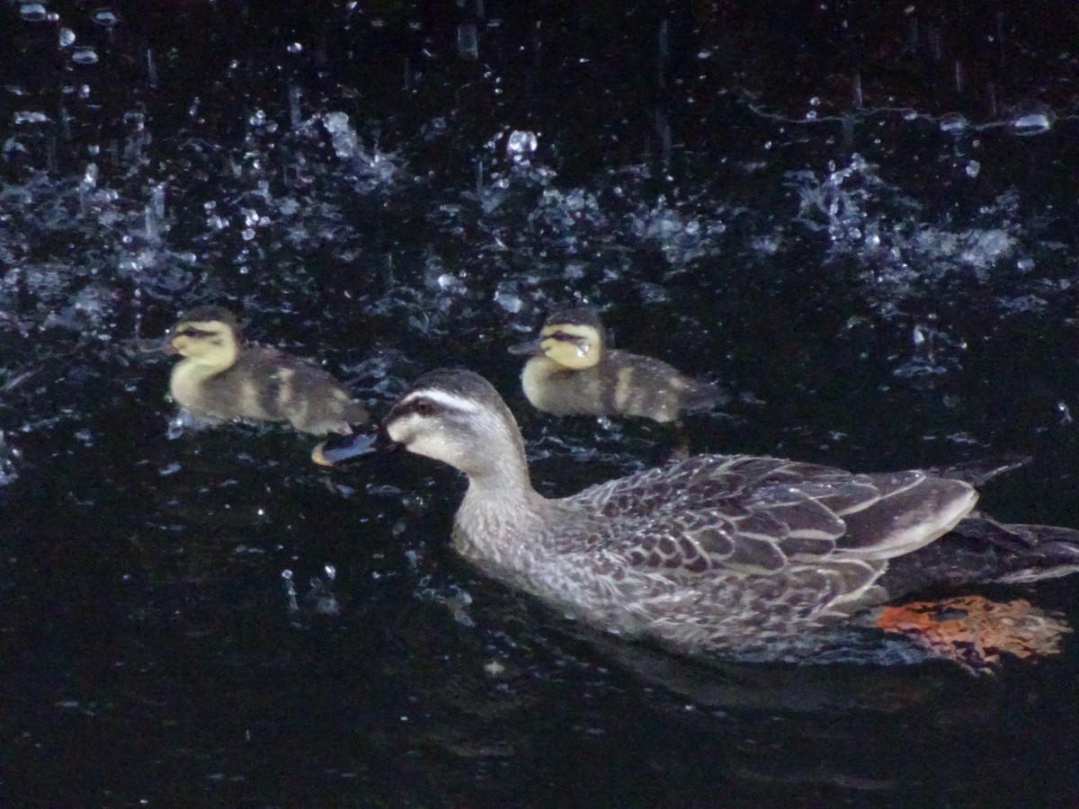 Eastern Spot-billed Duck - ML619784594