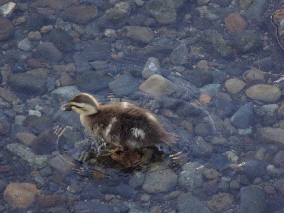 Eastern Spot-billed Duck - ML619784595