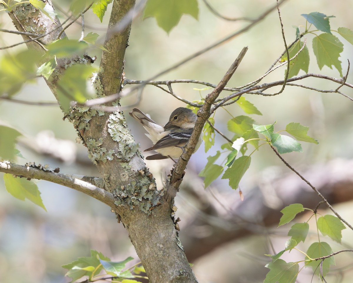 Bay-breasted Warbler - ML619784600