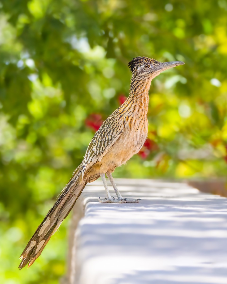 Greater Roadrunner - ML619784615