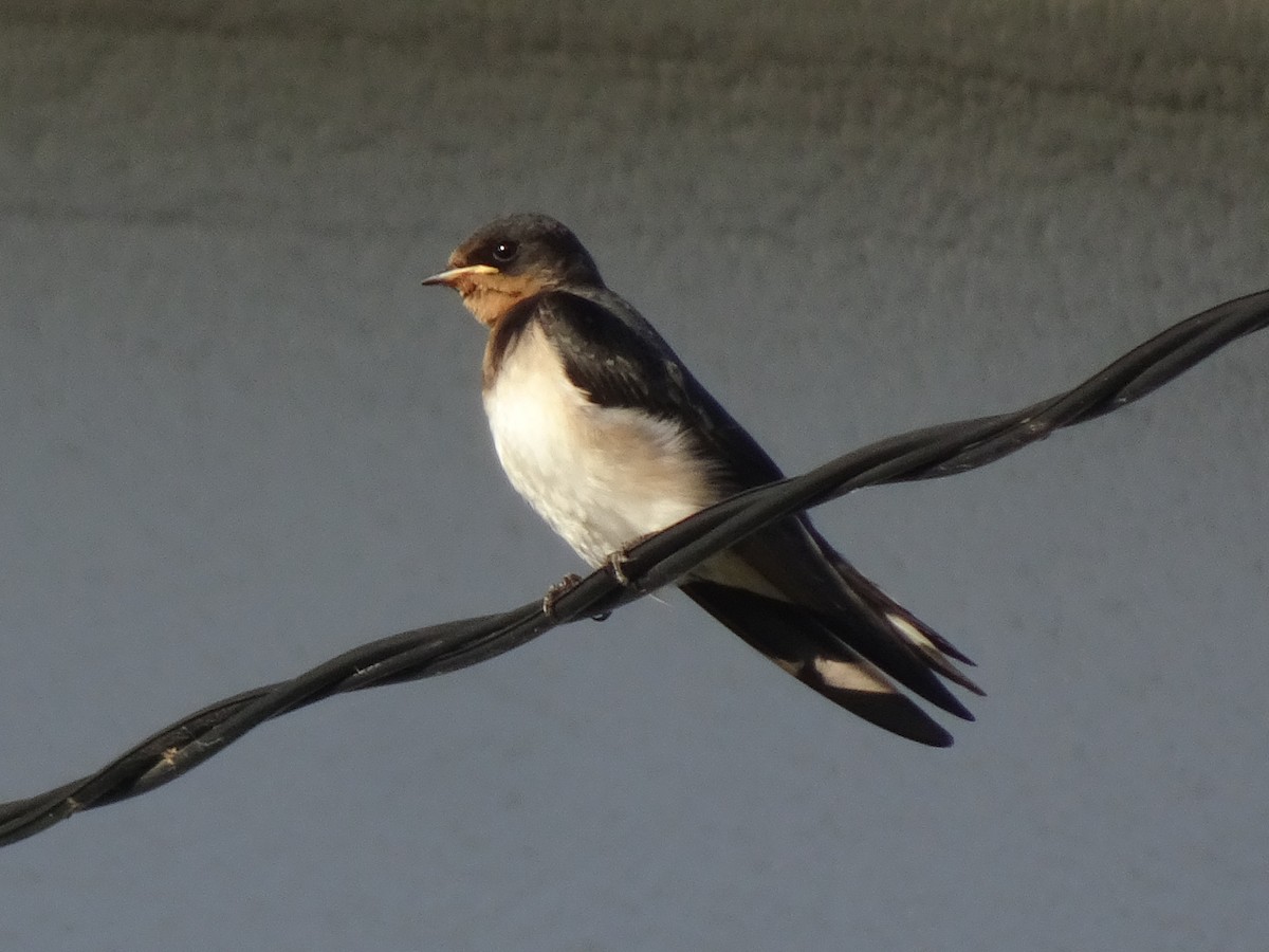 Barn Swallow - ML619784624