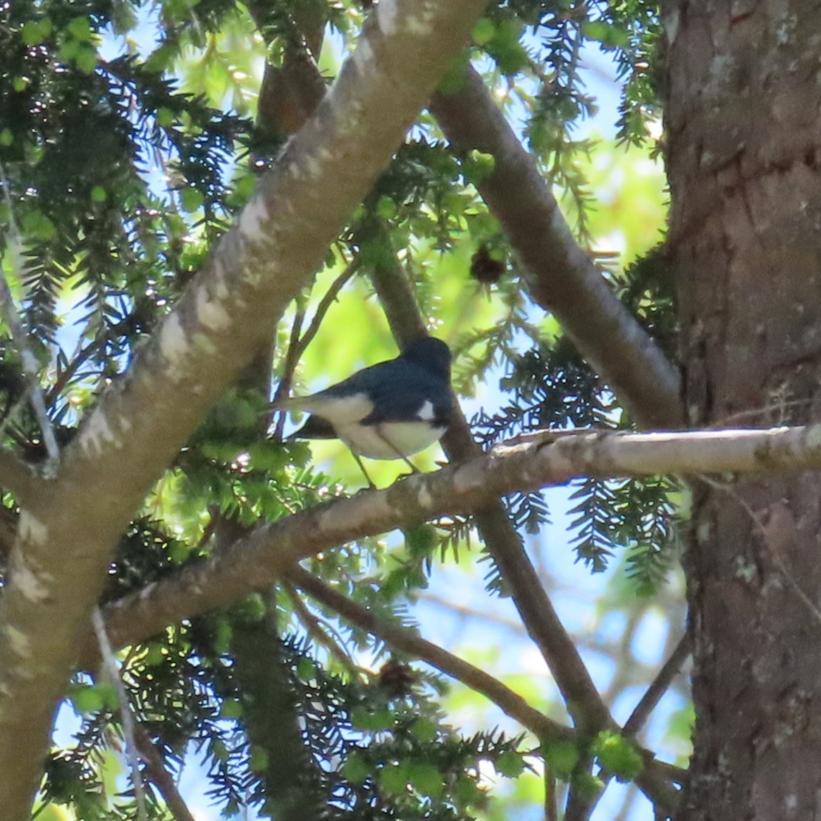 Black-throated Blue Warbler - ML619784627