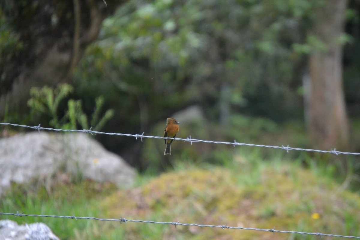 Cinnamon Flycatcher - ML619784630