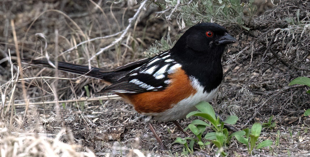 Spotted Towhee - ML619784638