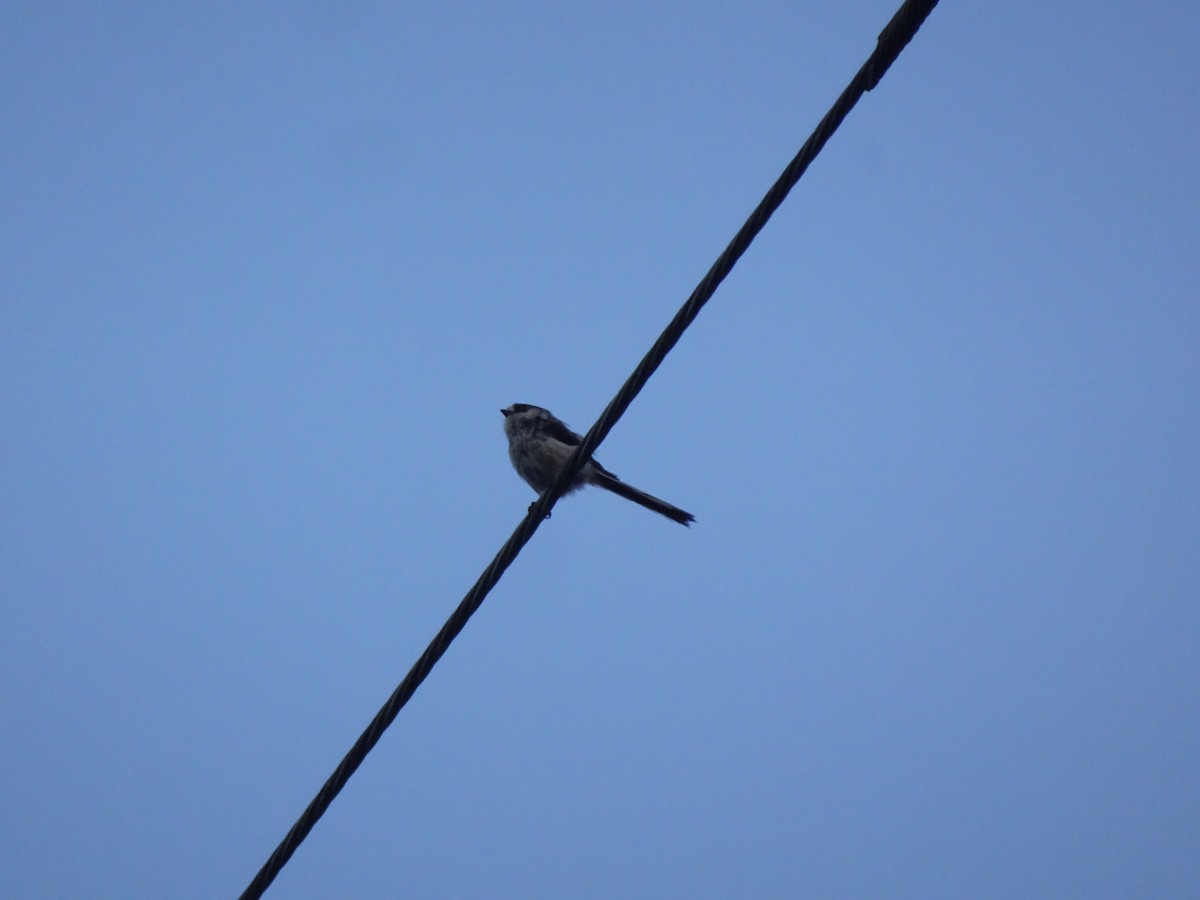 Long-tailed Tit - ML619784649