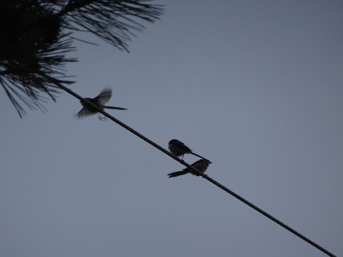 Long-tailed Tit - ML619784651