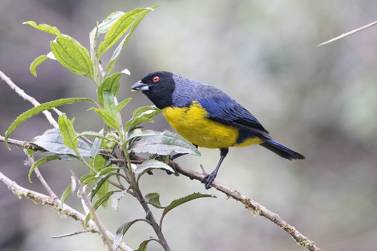 Hooded Mountain Tanager - ML619784653