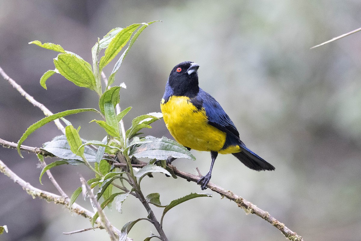 Hooded Mountain Tanager - ML619784655