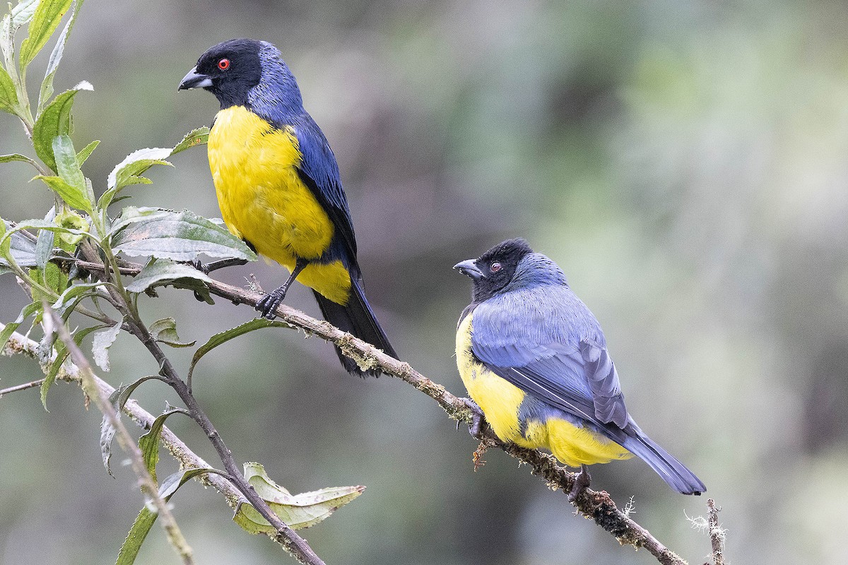 Hooded Mountain Tanager - ML619784673