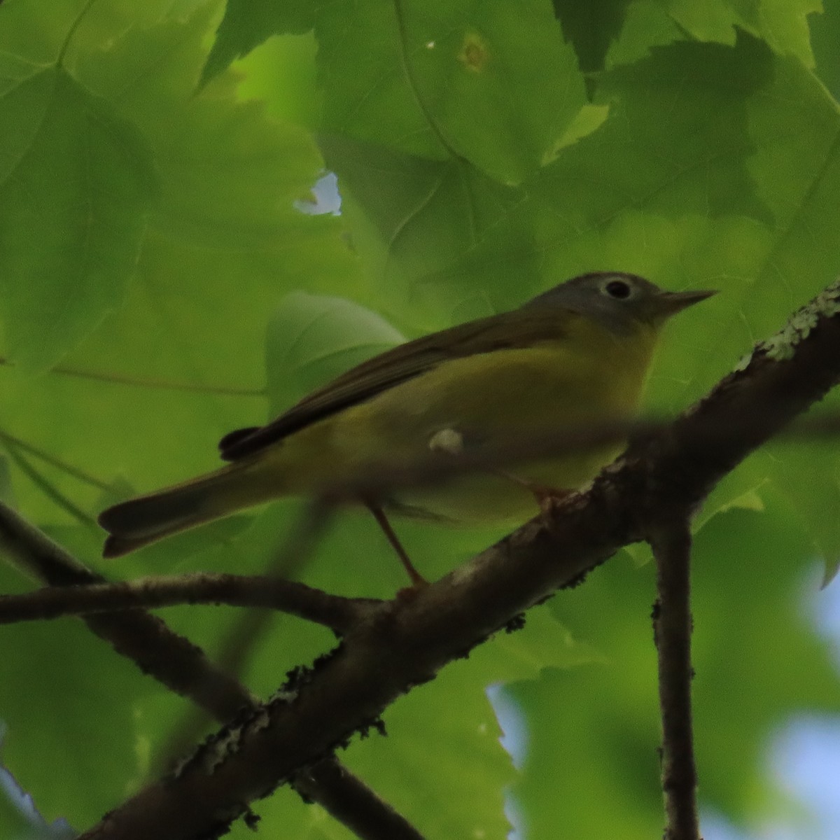 Nashville Warbler - ML619784686