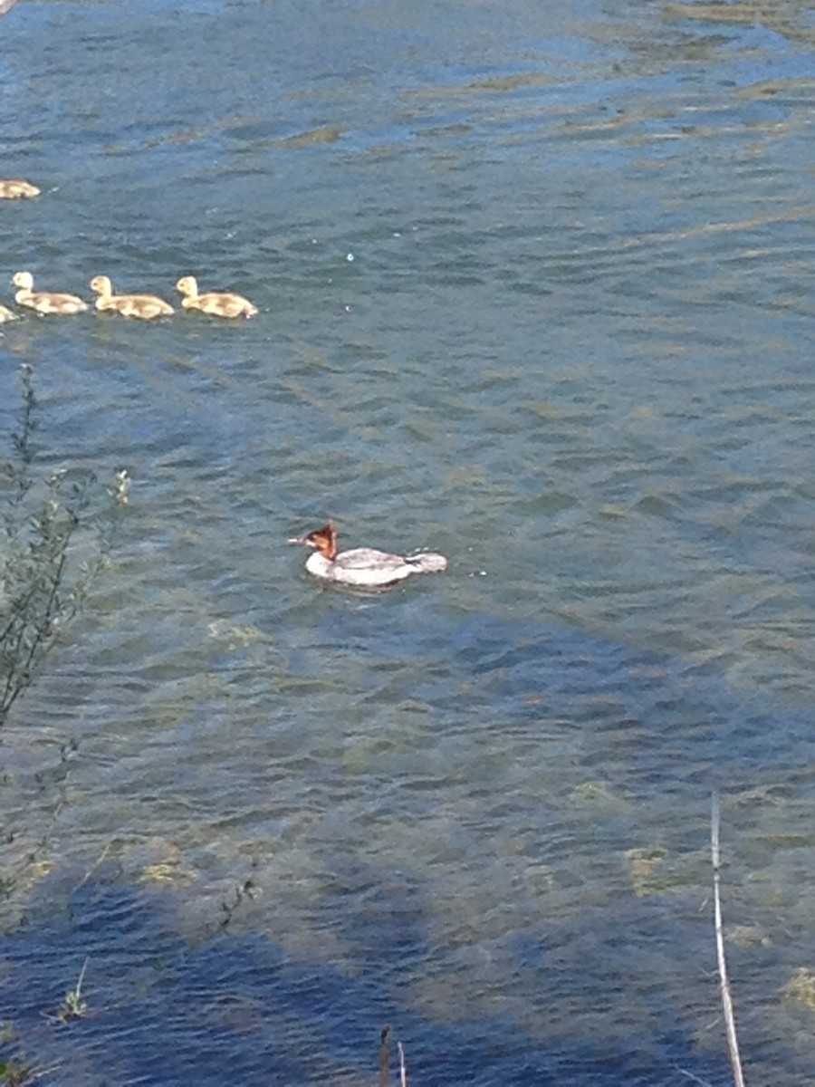 Common Merganser - ML619784691