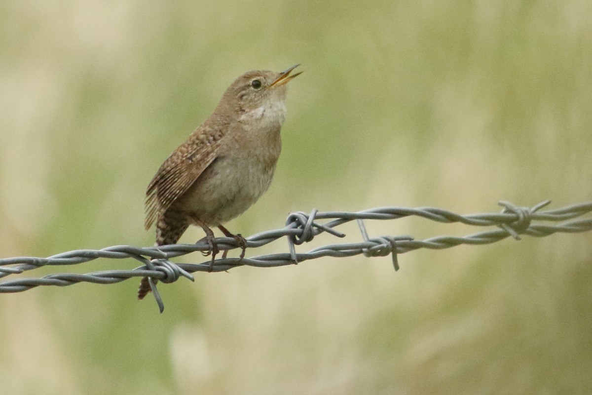 House Wren - ML619784701