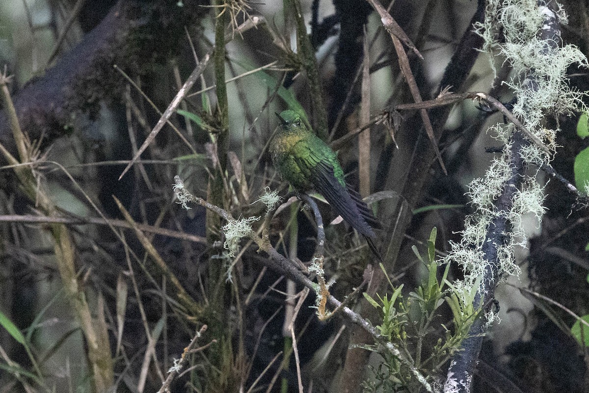 Golden-breasted Puffleg - ML619784705