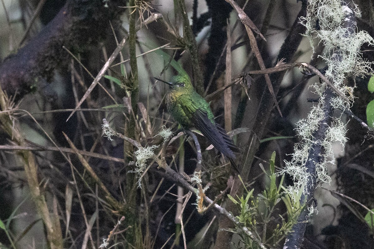 Golden-breasted Puffleg - ML619784707