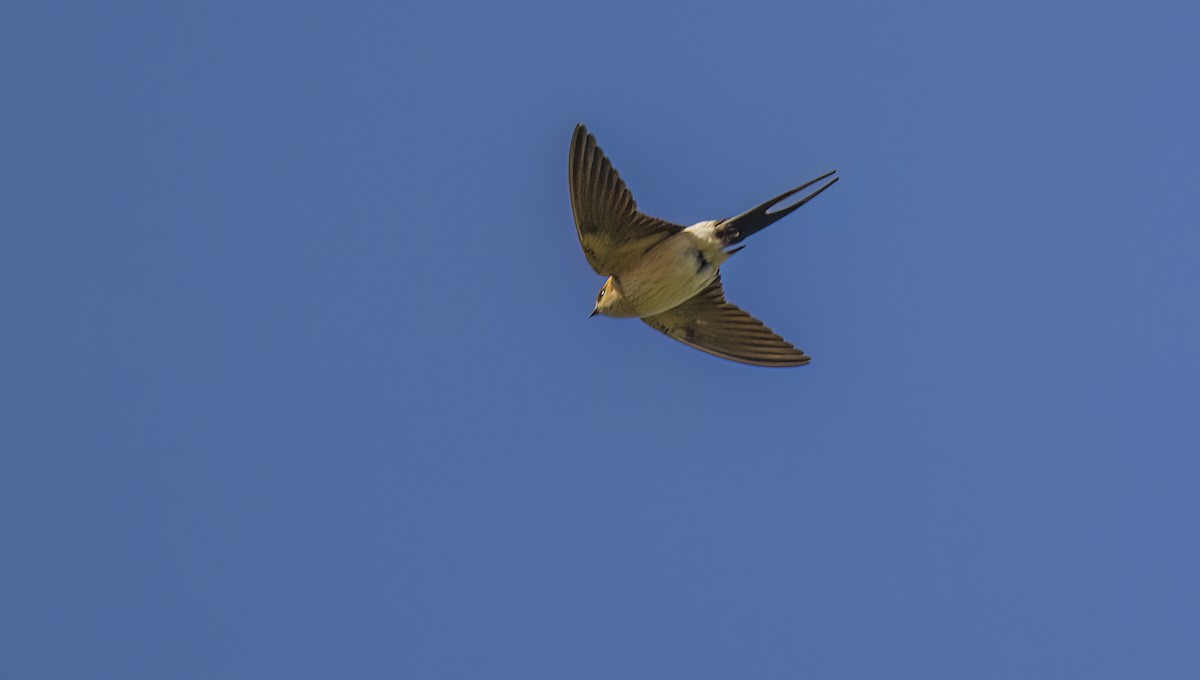 Golondrina Dáurica - ML619784734