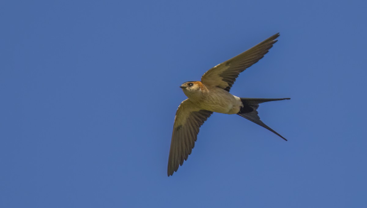 Red-rumped Swallow - ML619784737