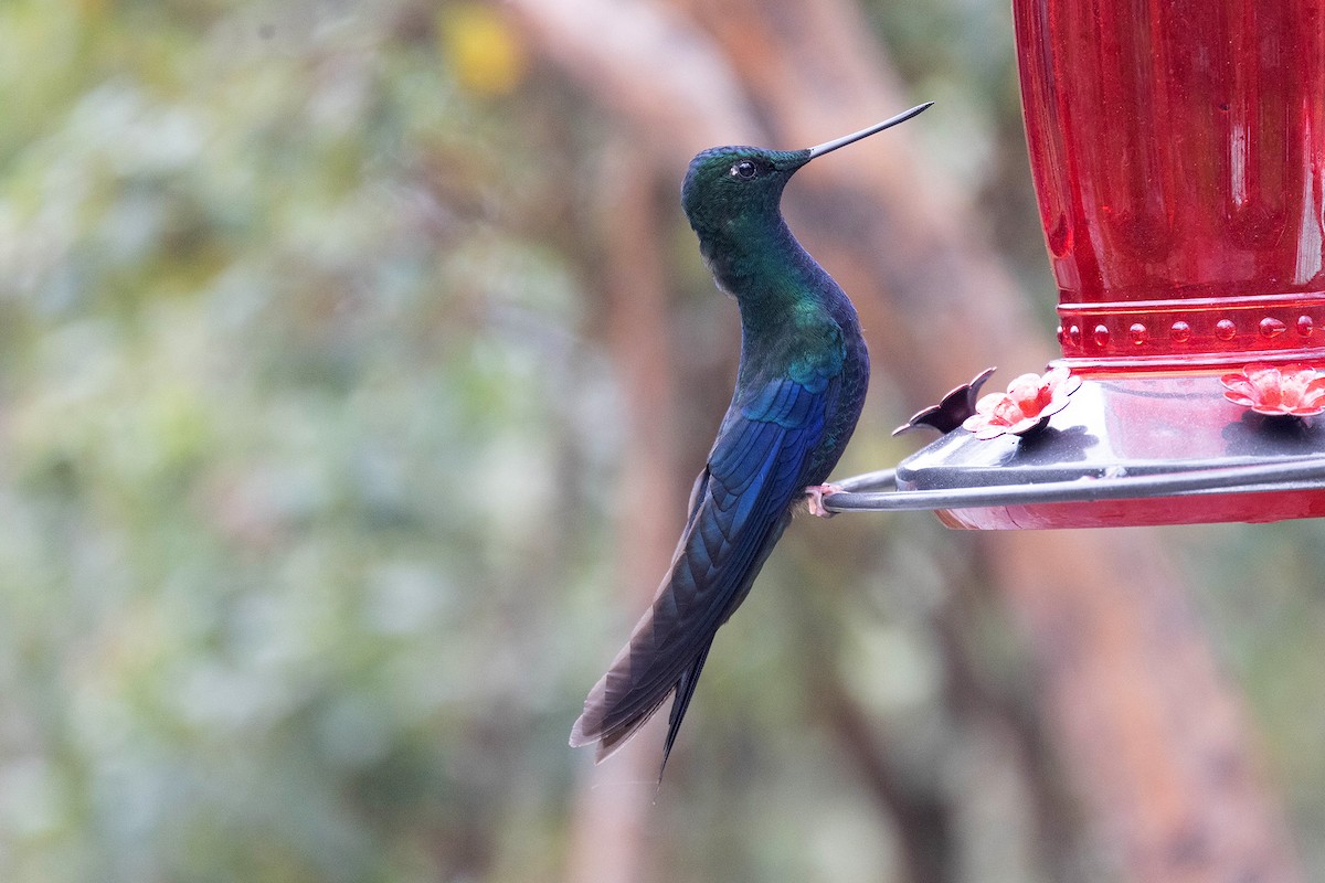 Colibrí Aliazul - ML619784743