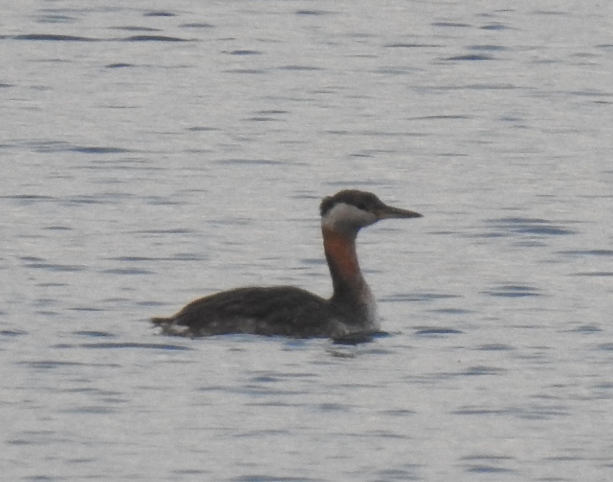 Red-necked Grebe - ML619784774