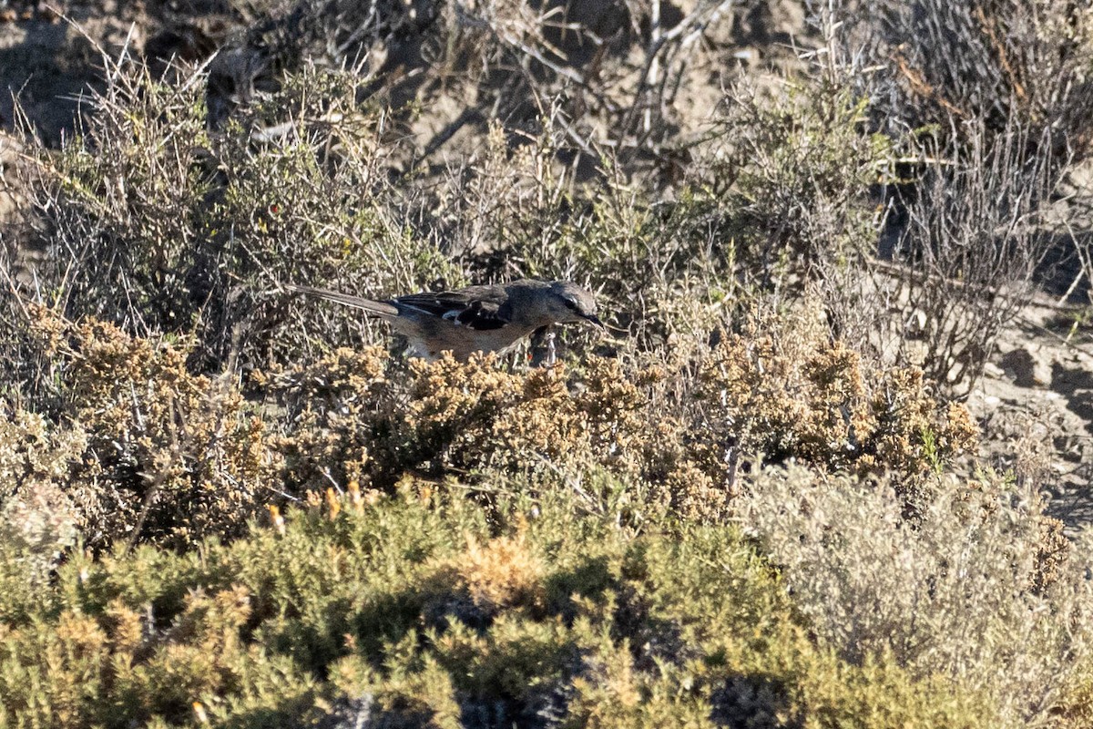 Patagonian Mockingbird - ML619784787