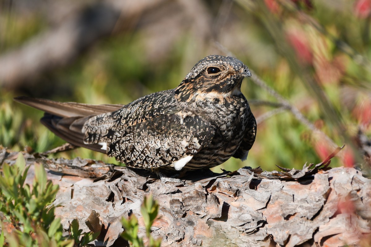 ML619784794 - Common Nighthawk - Macaulay Library