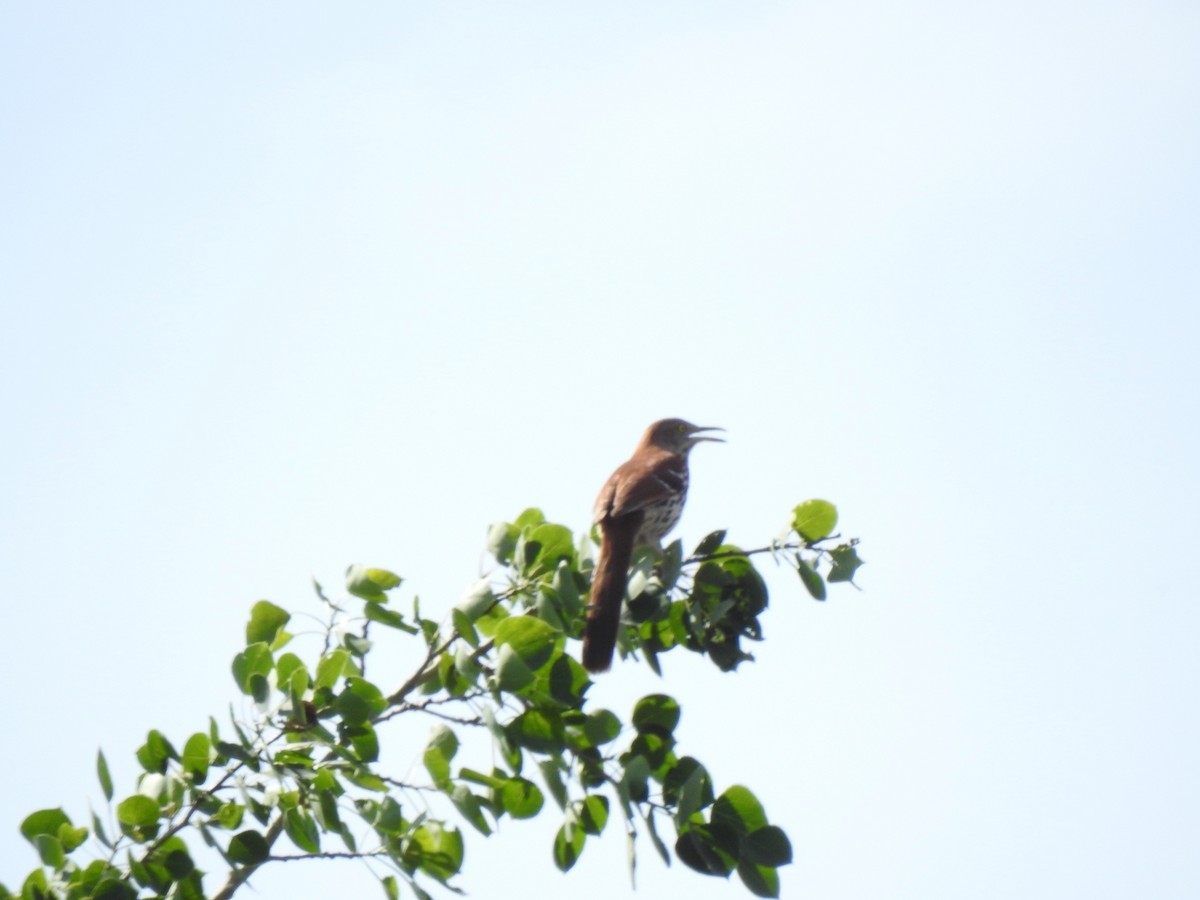 Brown Thrasher - ML619784816